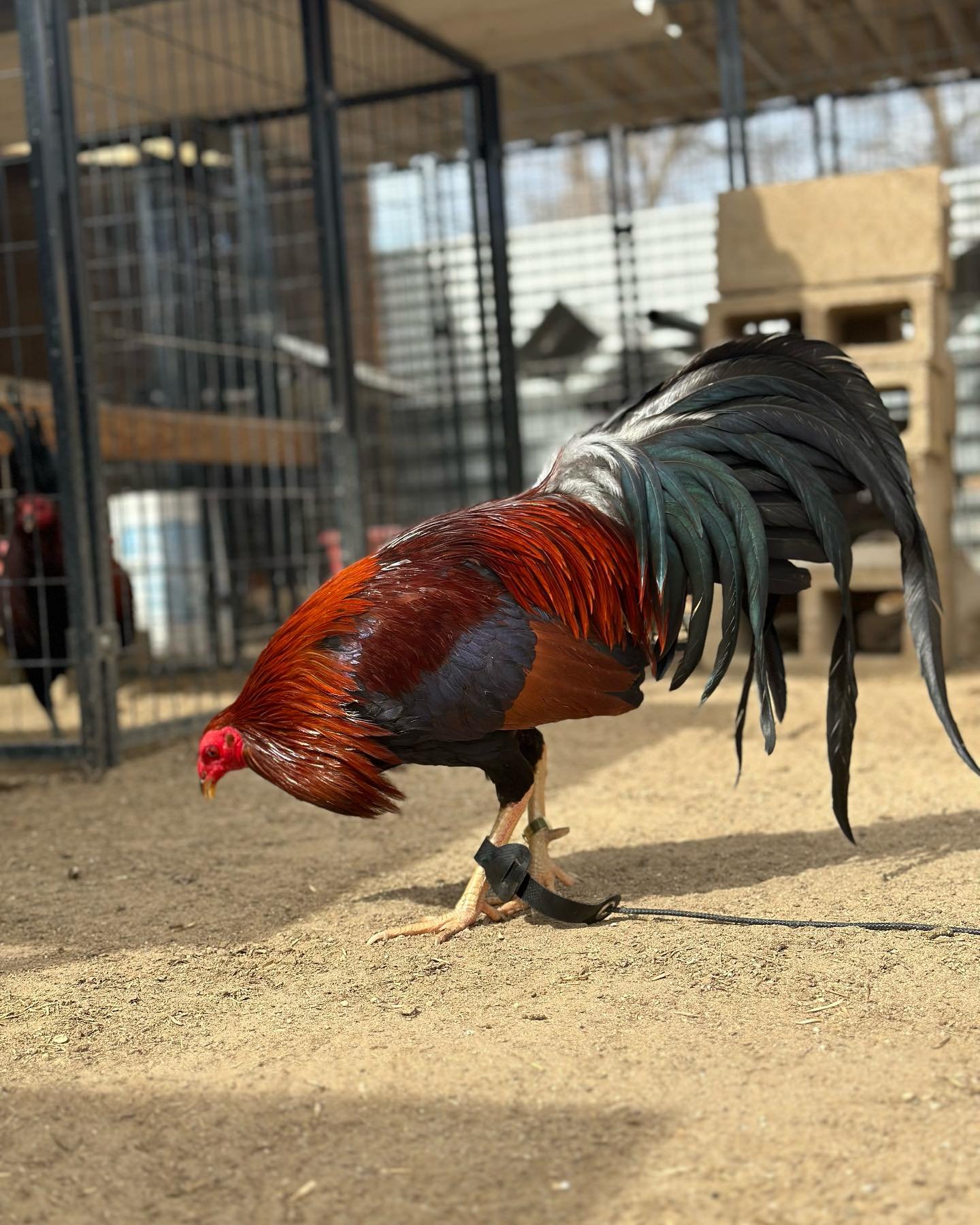 Buy purebred Chocolate Albany brood cocks