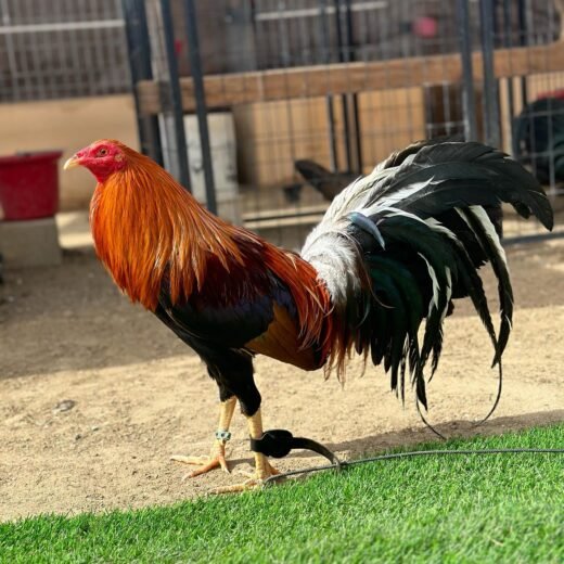 Buy purebred Pure Sweater brood cocks online