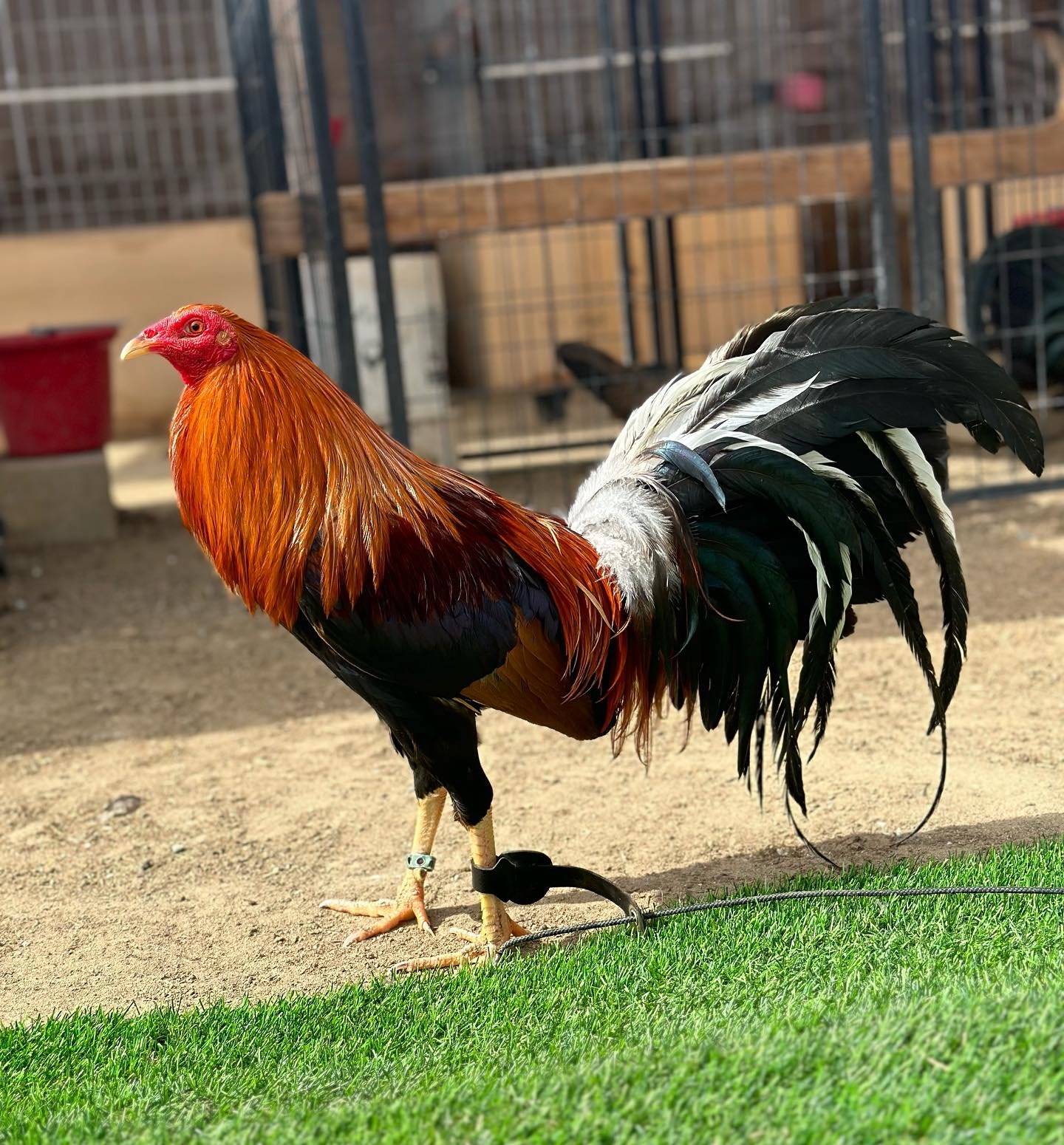 Buy purebred Pure Sweater brood cocks online
