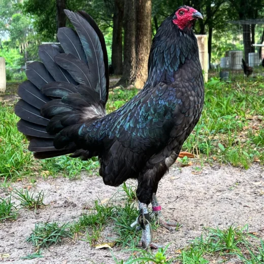 Buy purebred Black Hennie young stags online