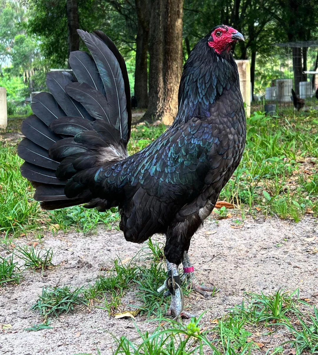 Buy purebred Black Hennie young stags online