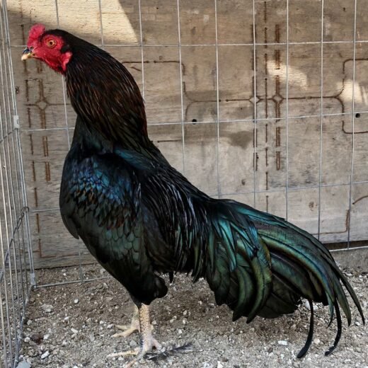 Buy purebred Rampuri Aseel (Asil) brood cocks