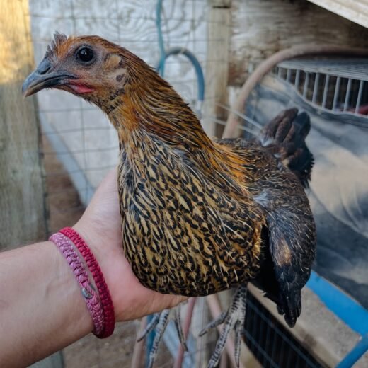 Buy purebred Pure Black Shuffler pullets online