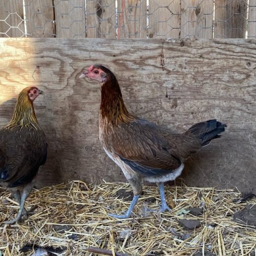 Buy purebred Leiper Hatch brood pullets online