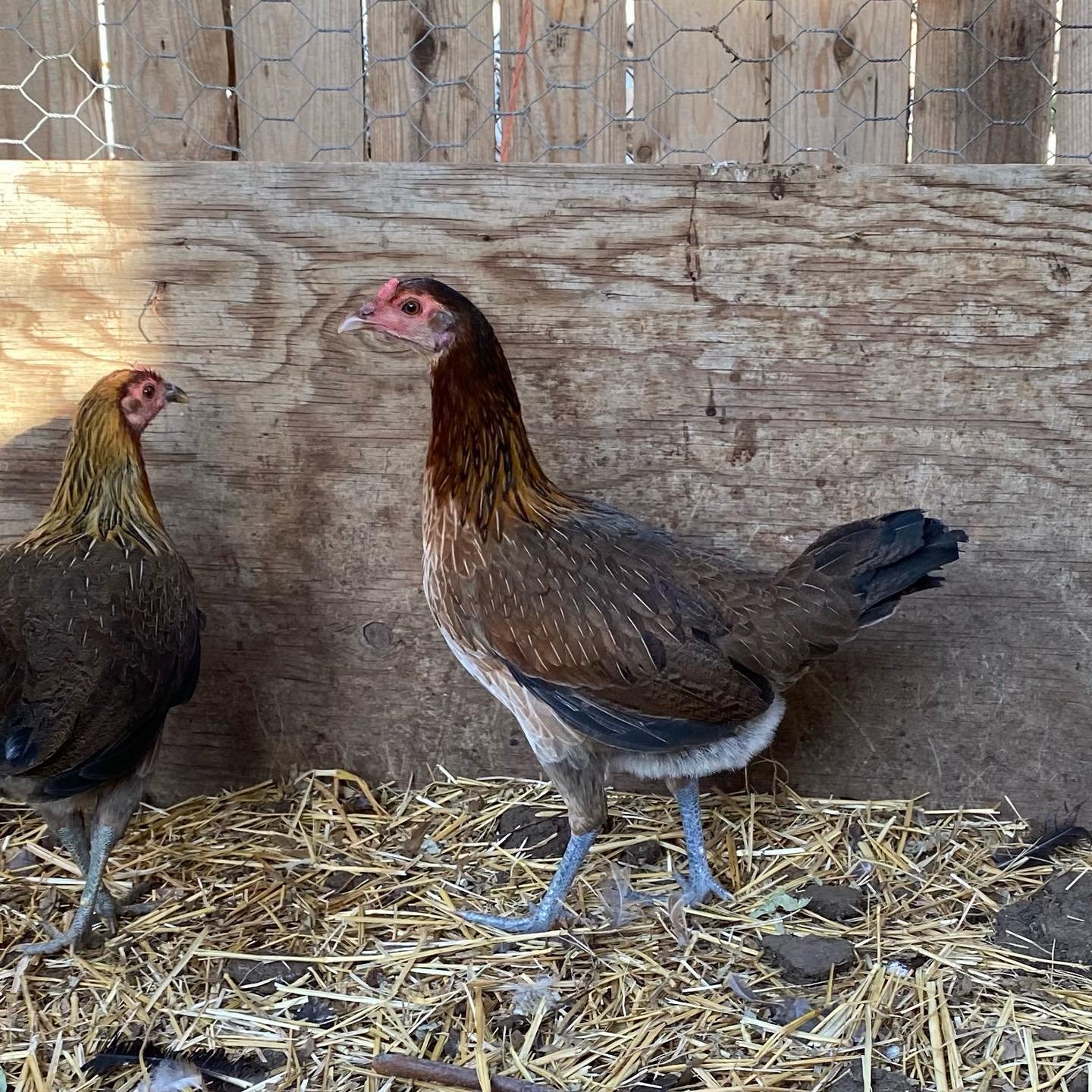 Buy purebred Leiper Hatch brood pullets online
