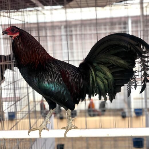 Buy purebred Bobby Boles Black Asil brood cocks