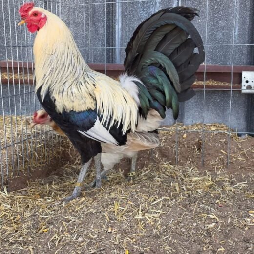 Buy purebred Graves Grey brood cocks online