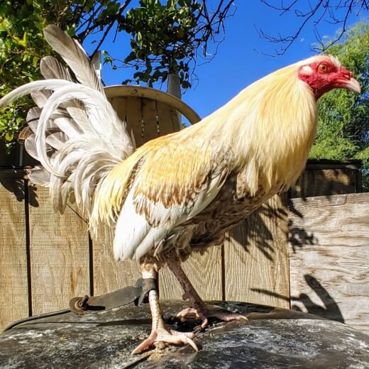 Buy purebred Golden Grey Bulik brood cocks online