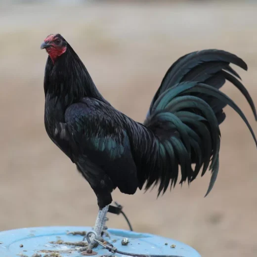 Buy purebred Black Mug brood cocks online