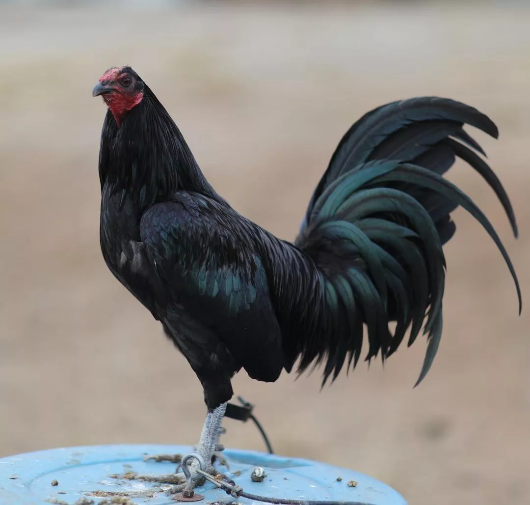 Buy purebred Black Mug brood cocks online