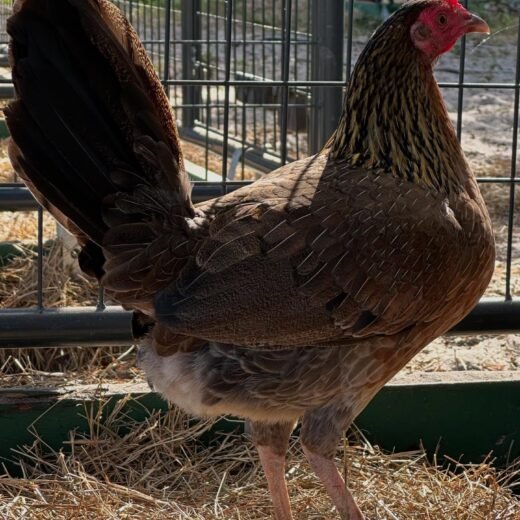 Buy purebred Machine Gun Kelso brood hens online