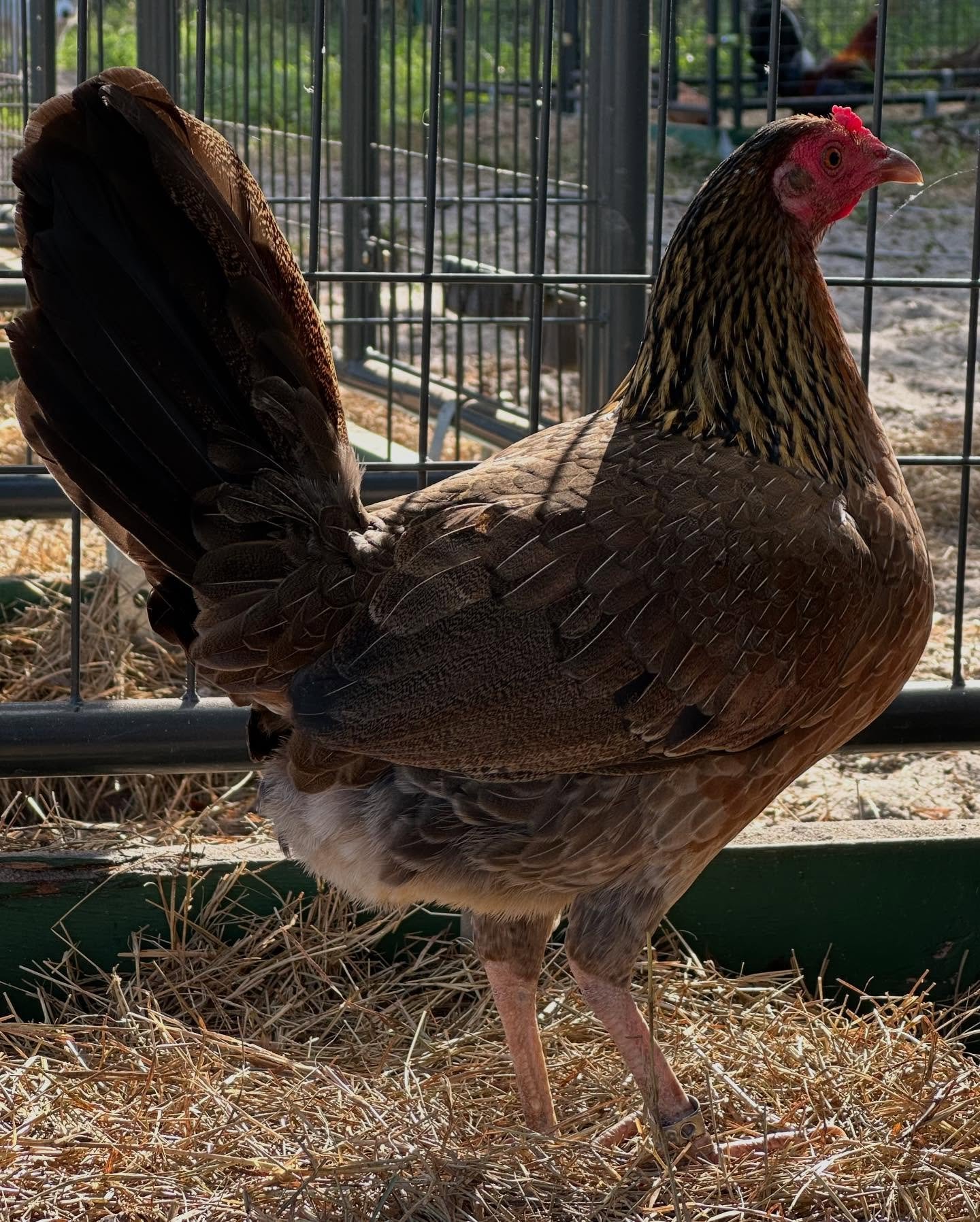 Buy purebred Machine Gun Kelso brood hens online