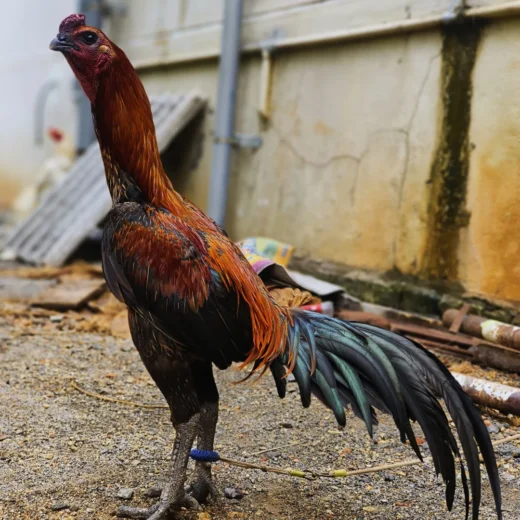 Buy purebred Black Skin Biggy brood cocks