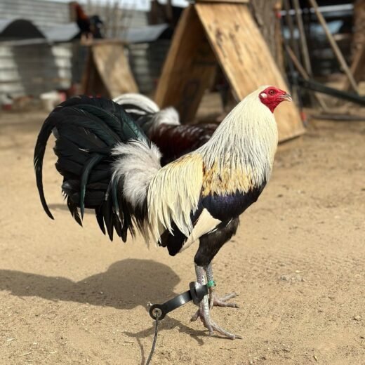 Buy purebred Muletrain Grey brood cocks online