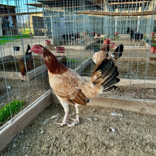 Buy purebred Robbie White Kelso brood hens