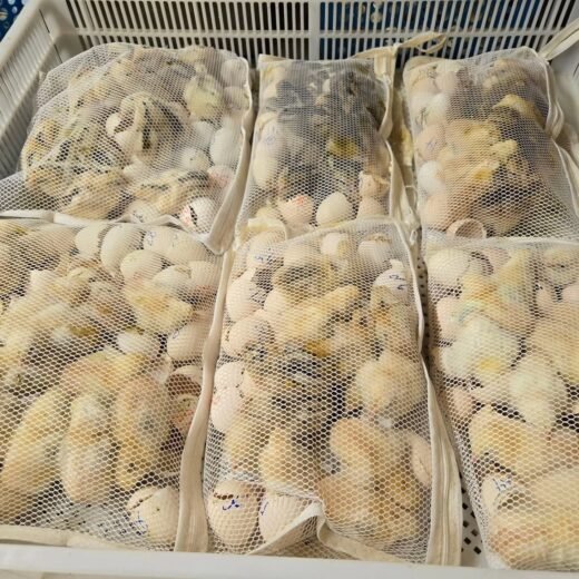 Buy purebred McLean Hatch day-old chicks