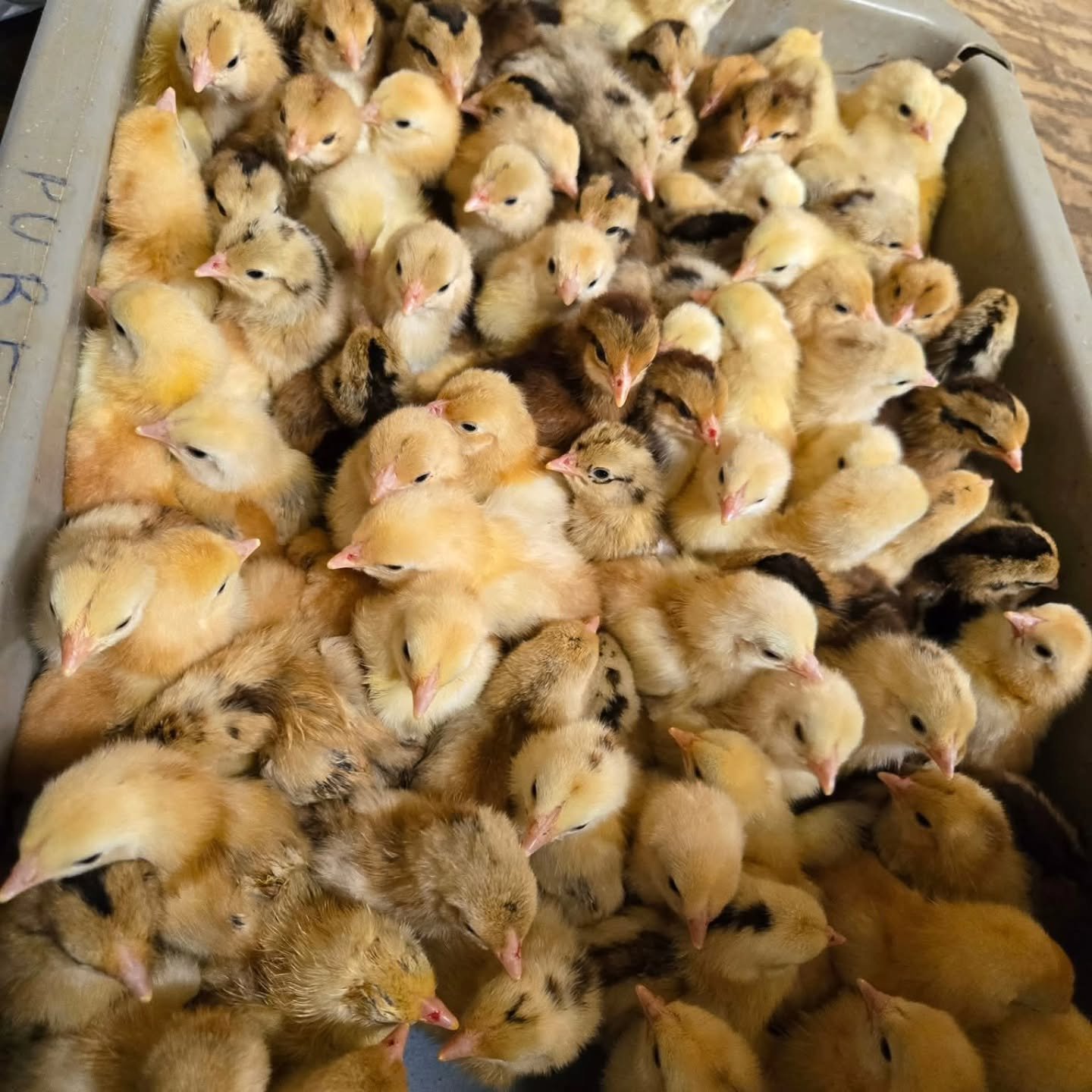 purebred Rat Graves Leiper day-old chicks