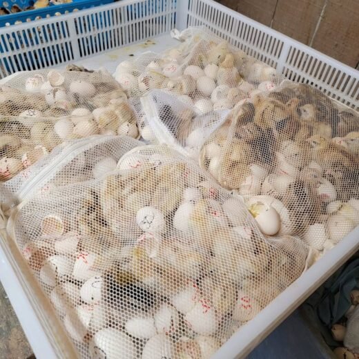 purebred Spangled gamefowl sexed day-old chicks