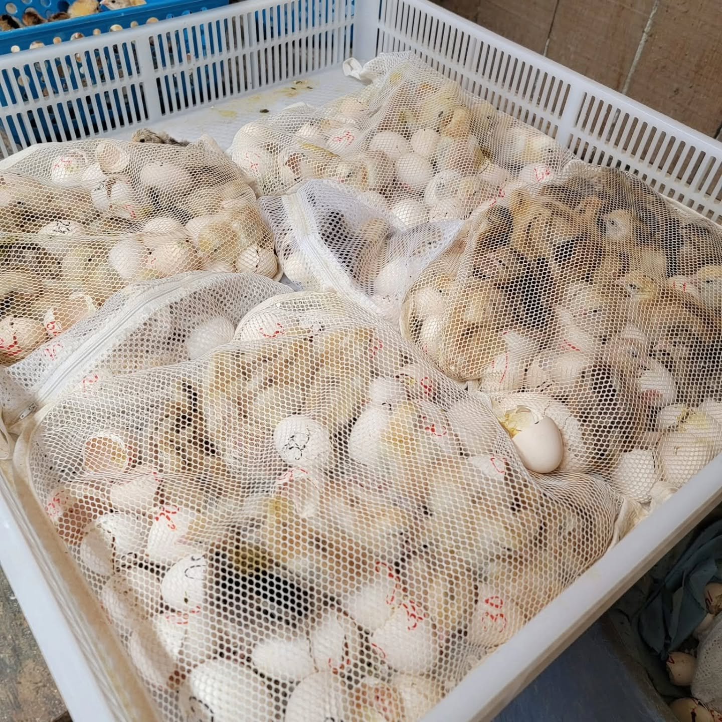 purebred Spangled gamefowl sexed day-old chicks