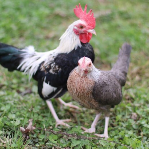 RED PYLE STANDARD OLD ENGLISH CHICKS, NOT SEXED