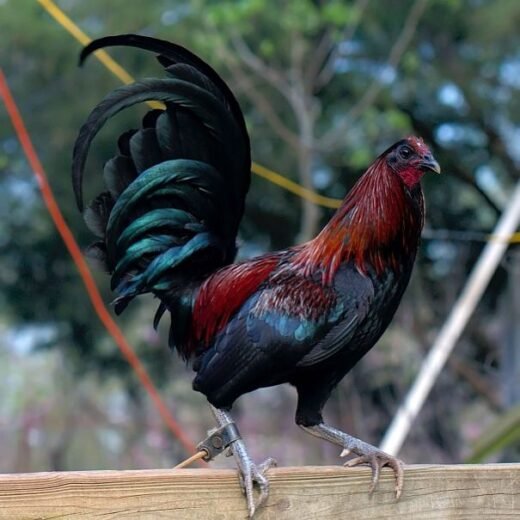 Buy purebred Mug Gamefowl stags online