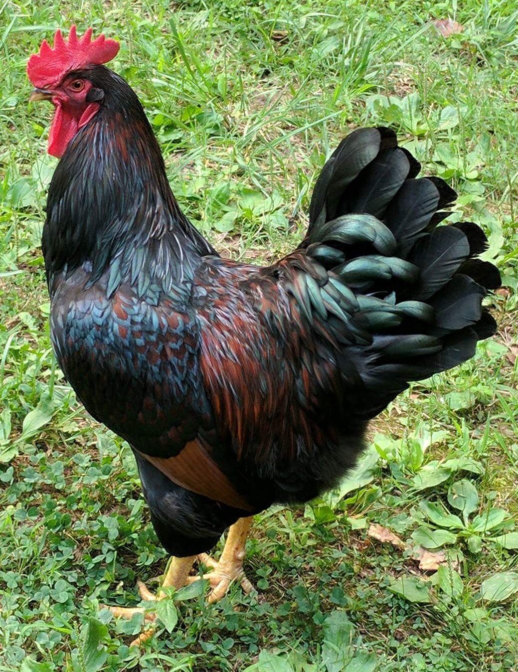 barnevelder roosters