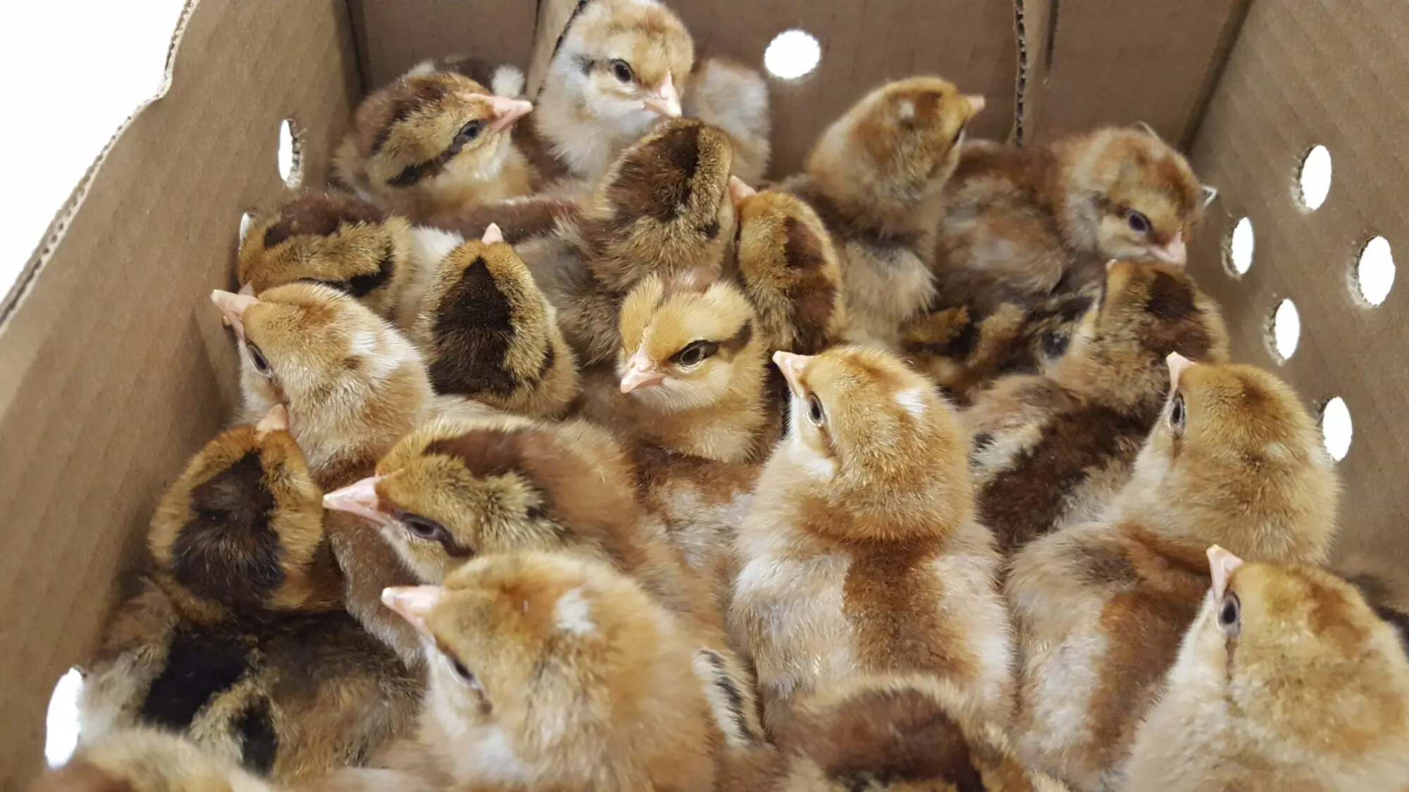 bielefelder roosters for sale - Image 2