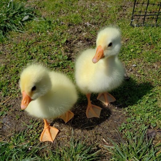 Buy sexed live White Chinese day-old goslings