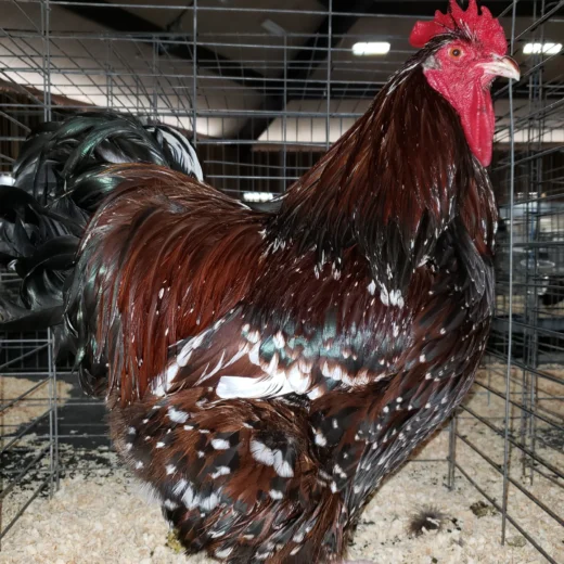 jubilee orpington roosters