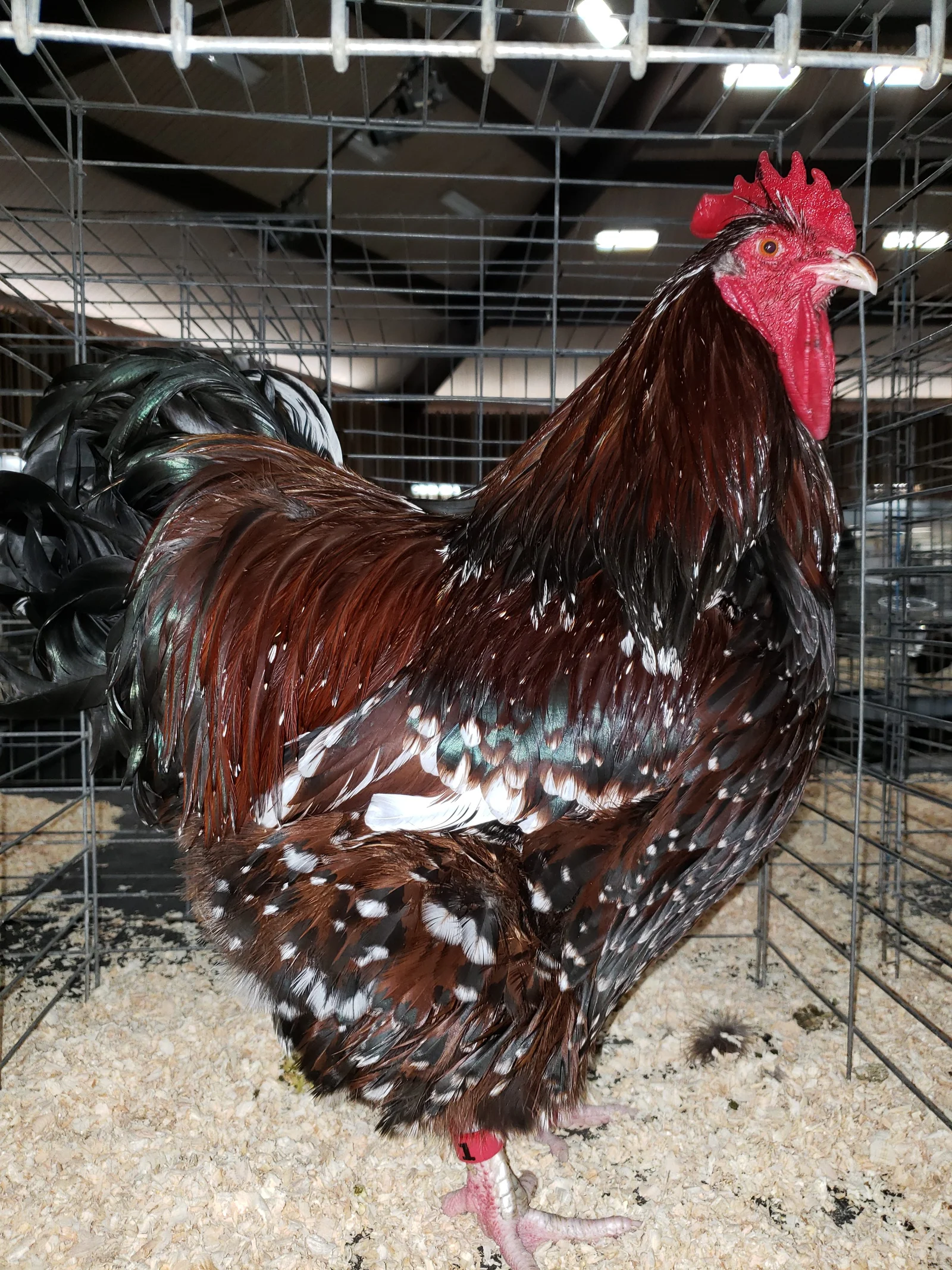 jubilee orpington roosters