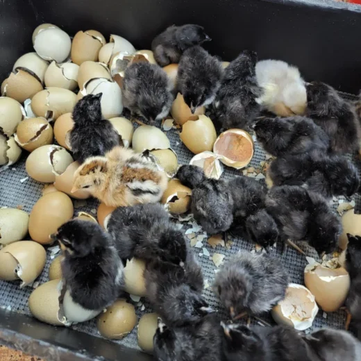 Buy sexed live Olive Egger day-old chicks