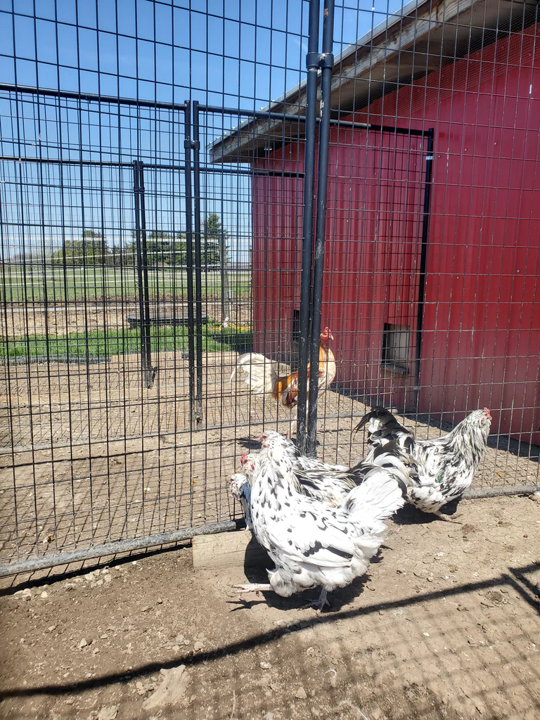 ermine ameraucana chickens for sale - Image 6
