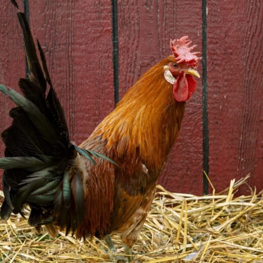 buttercup chickens for sale