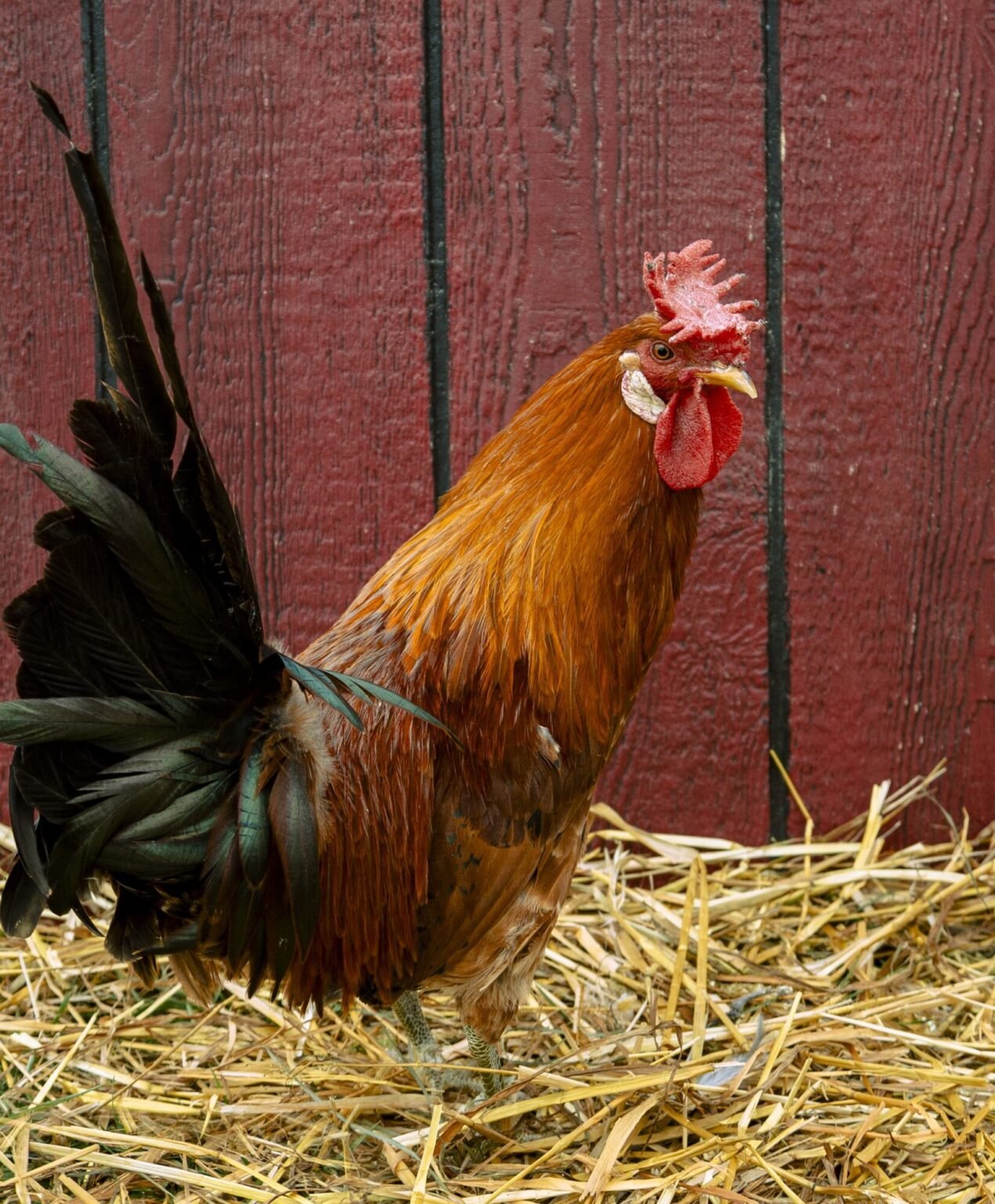 buttercup chickens for sale