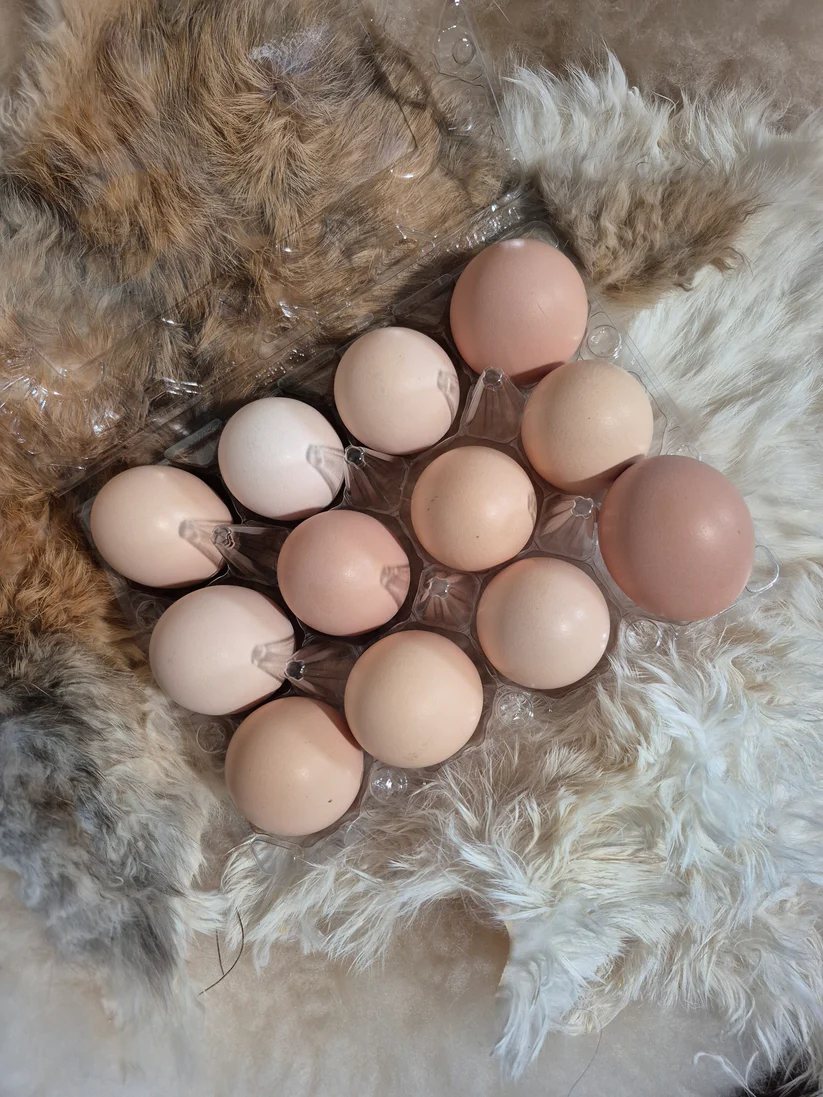 black australorp hatching eggs for sale - Image 2