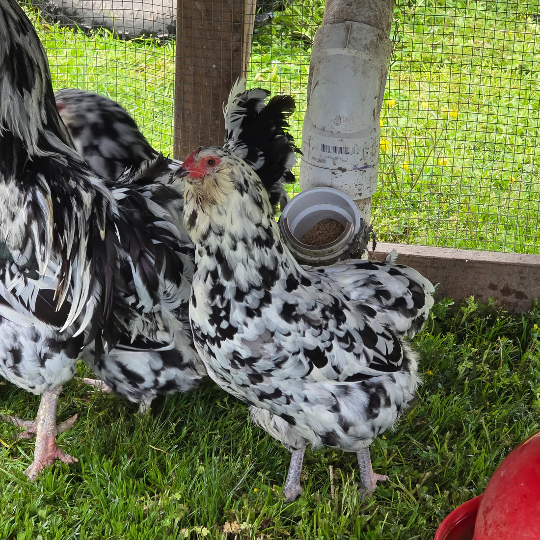 ermine ameraucana chickens for sale - Image 5