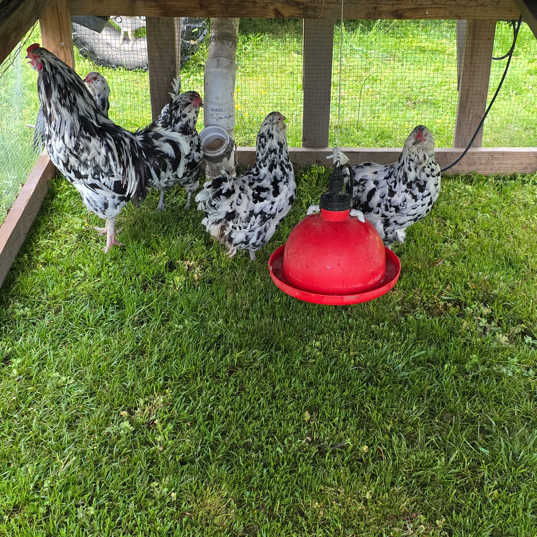 ermine ameraucana chickens for sale - Image 4