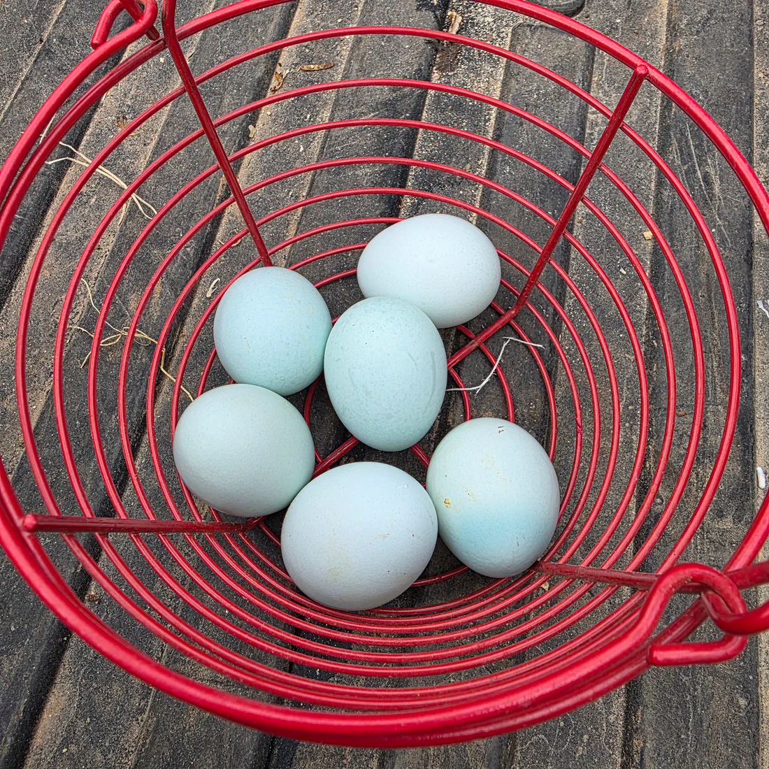 ermine ameraucana chickens for sale - Image 2