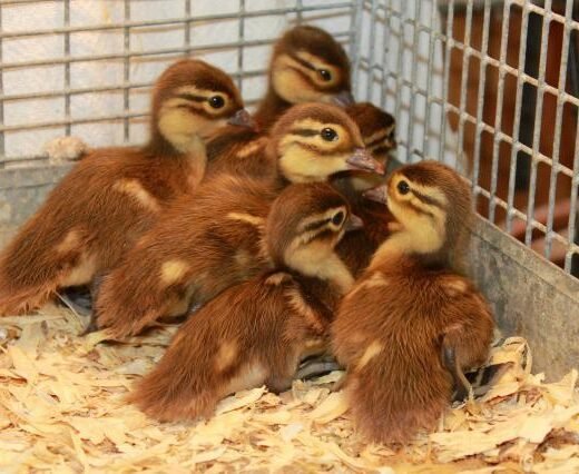 Buy live Mandarin day-old ducklings for sale