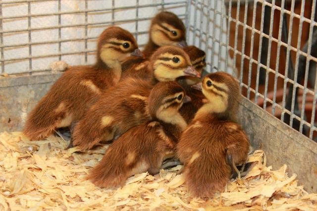 Buy live Mandarin day-old ducklings for sale