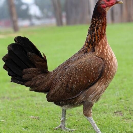 Buy purebred Rat Graves Leiper gamefowl hens