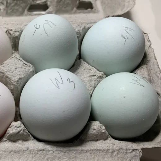 fertile Whiting True Blue hatching eggs online