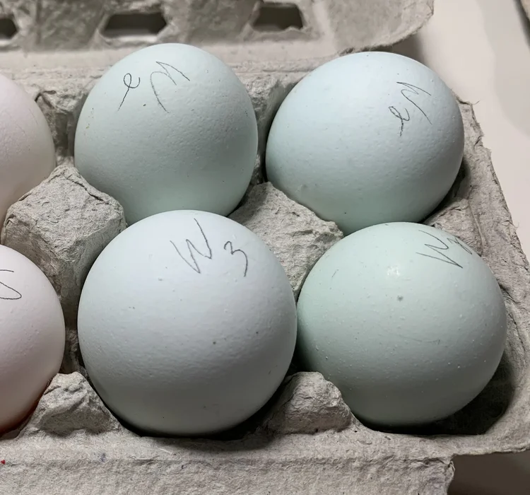 fertile Whiting True Blue hatching eggs online