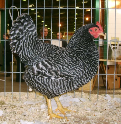 Rare Scots Grey Chickens For Sale