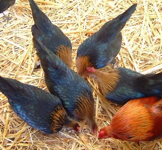 brown red hens gamefowl for sale
