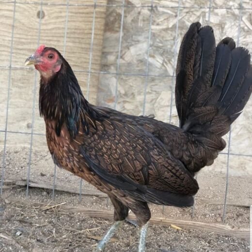 dark hatch hens for sale