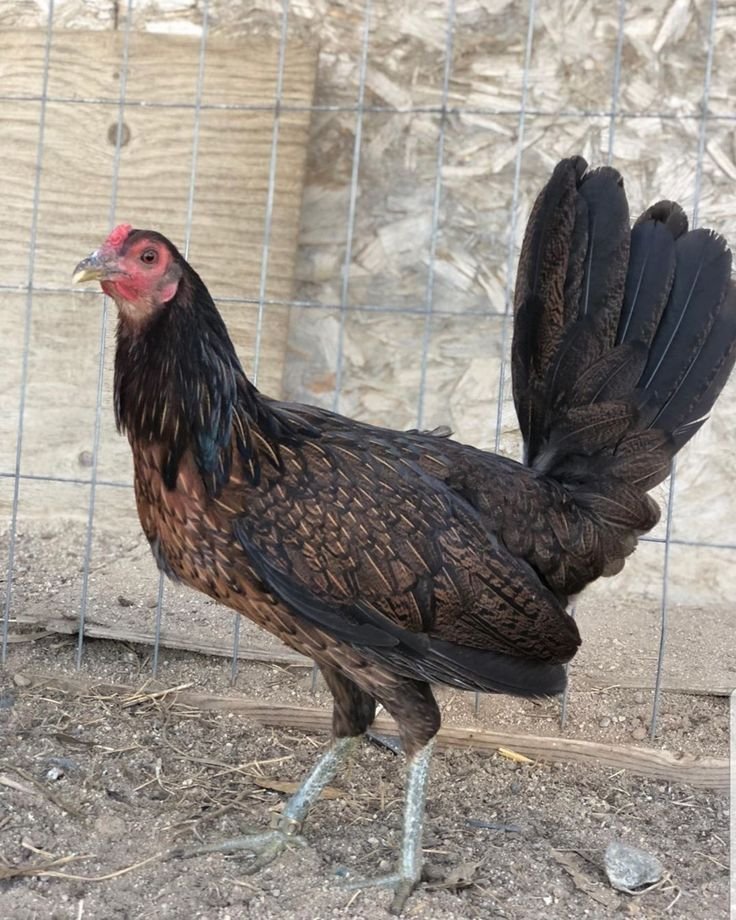 dark hatch hens for sale