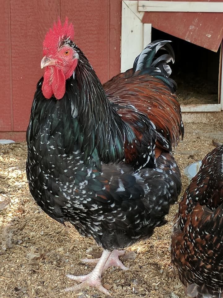 jubilee orpington roosters - Image 2