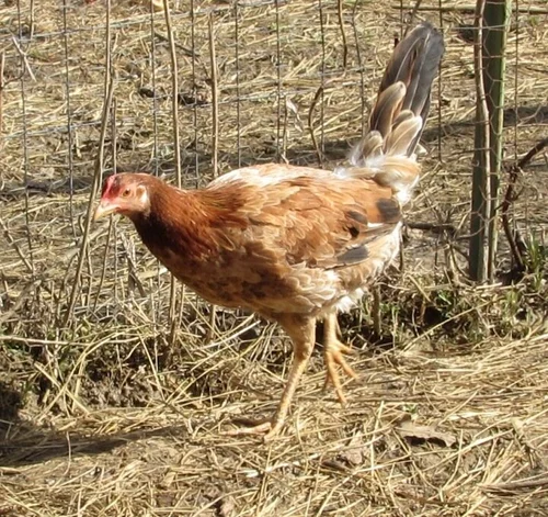 Buy purebred Radio gamefowl hens online
