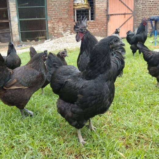 Rare Purebred Kadaknath Hens For Sale